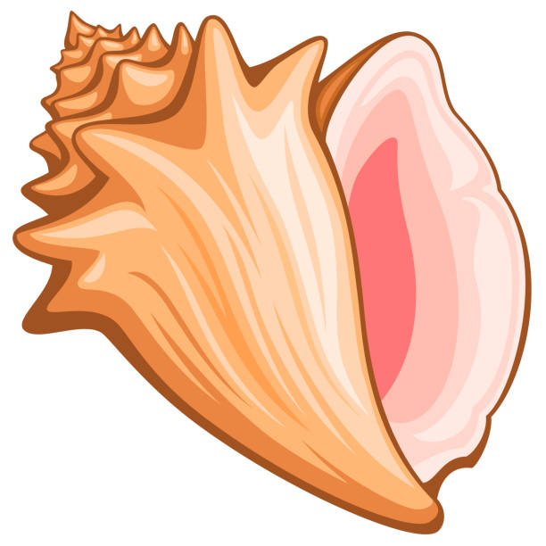 Detail Conch Vector Nomer 2