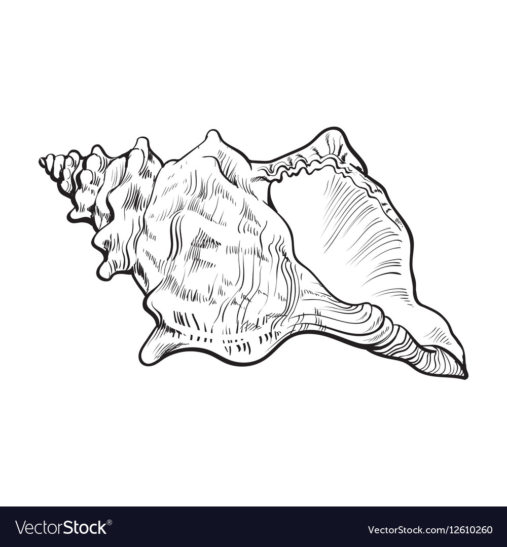 Detail Conch Vector Nomer 17