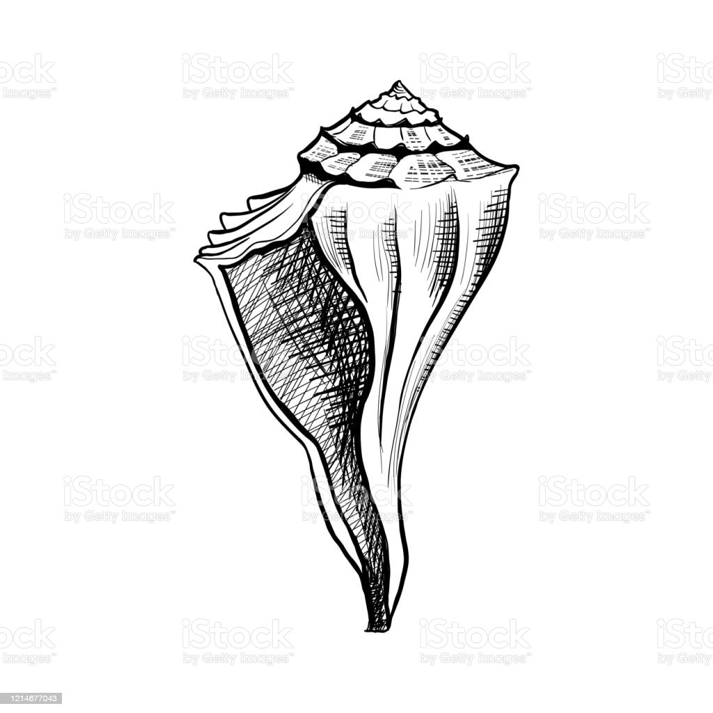 Detail Conch Vector Nomer 20