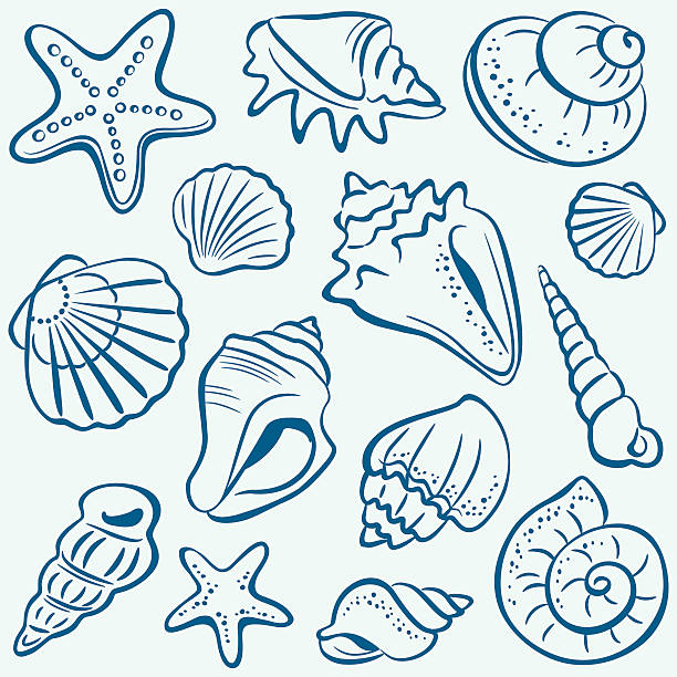 Detail Conch Vector Nomer 32