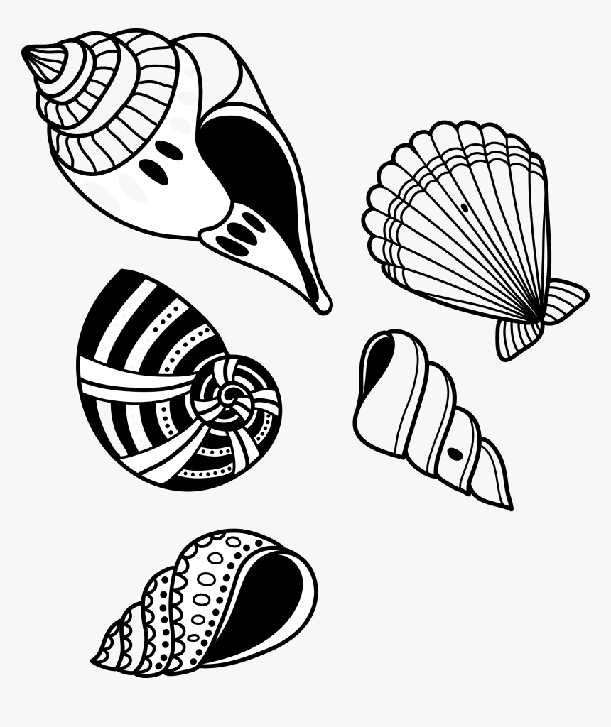 Detail Conch Vector Nomer 39