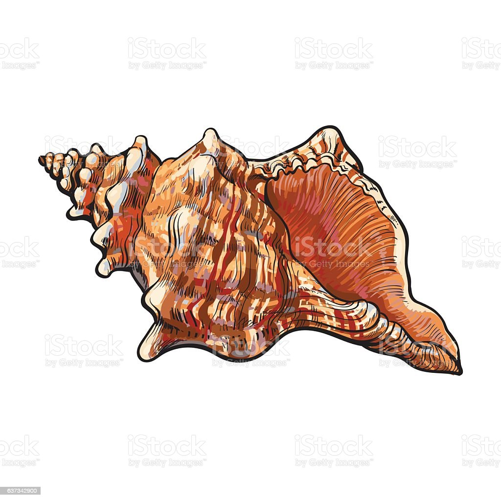 Detail Conch Vector Nomer 44