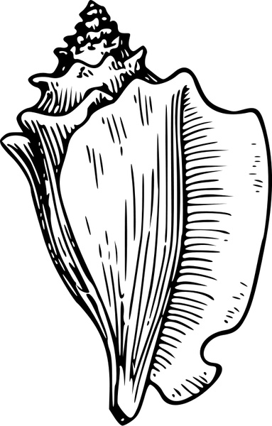 Detail Conch Vector Nomer 6