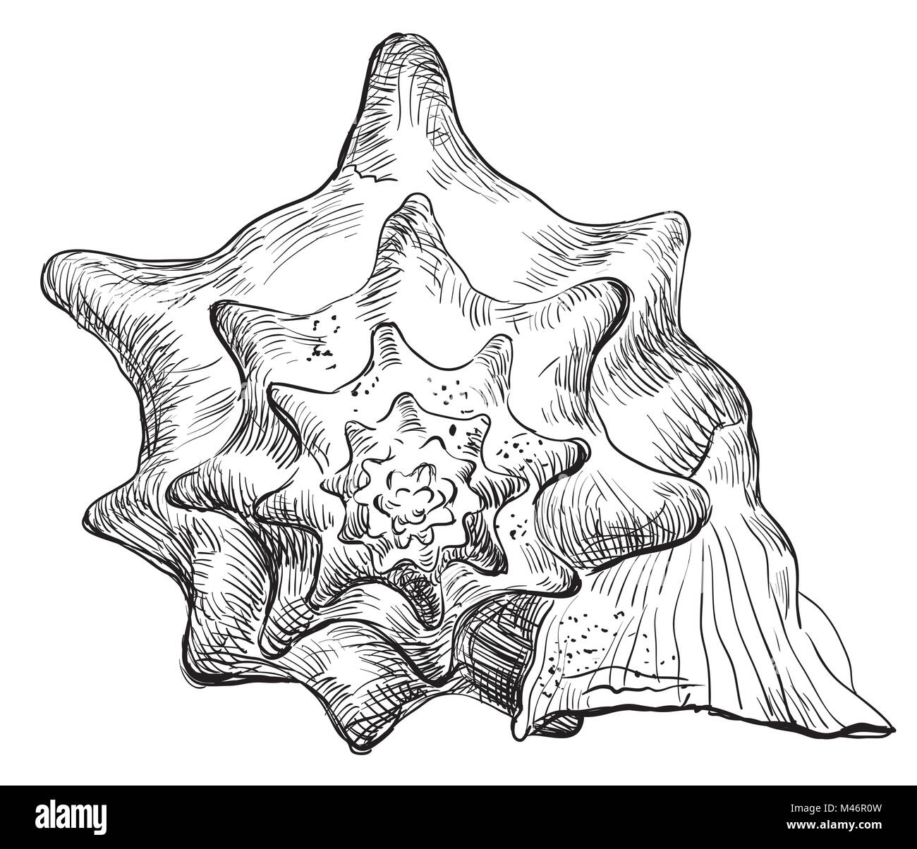 Detail Conch Vector Nomer 52