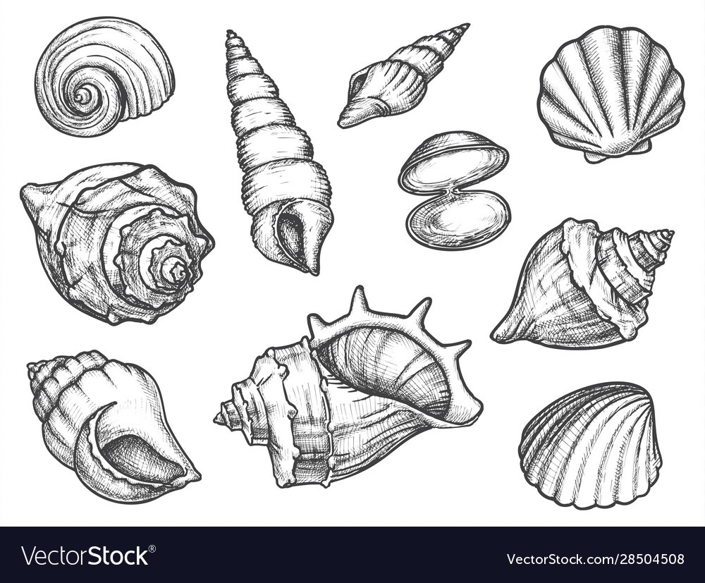 Detail Conch Vector Nomer 7