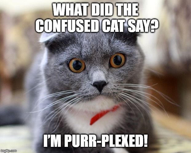 Detail Confused Cat Meme Nomer 37