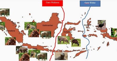 Detail Conto Gambar Pembagian Hewan Nomer 29