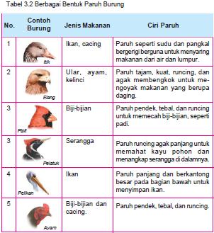 Detail Contoh Adaptasi Morfologi Nomer 13