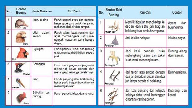 Detail Contoh Adaptasi Morfologi Nomer 3