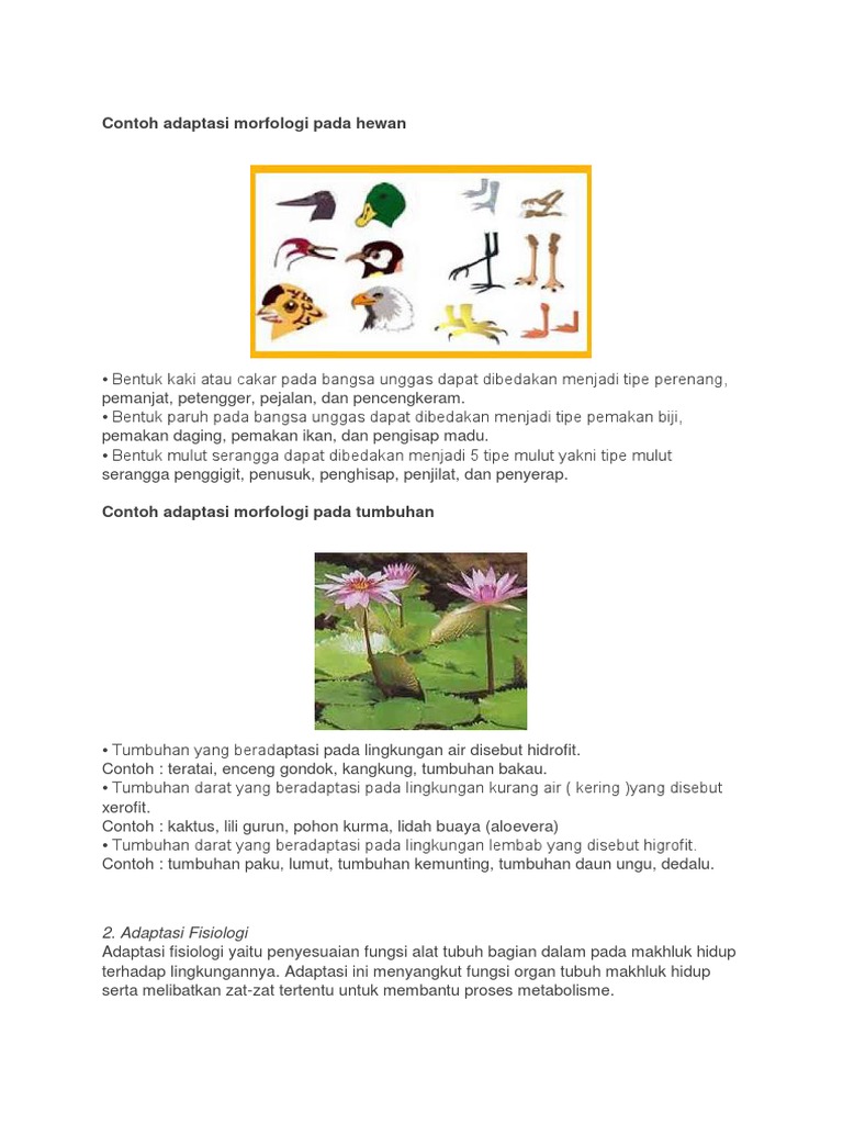 Detail Contoh Adaptasi Morfologi Nomer 42