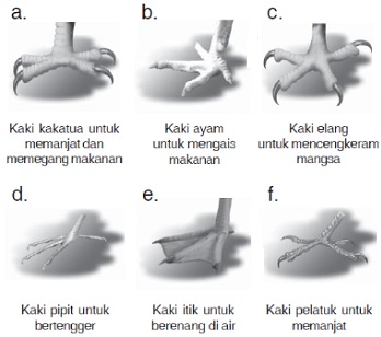 Detail Contoh Adaptasi Morfologi Pada Hewan Nomer 11