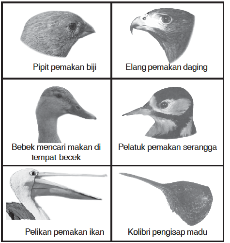 Detail Contoh Adaptasi Morfologi Pada Hewan Nomer 17