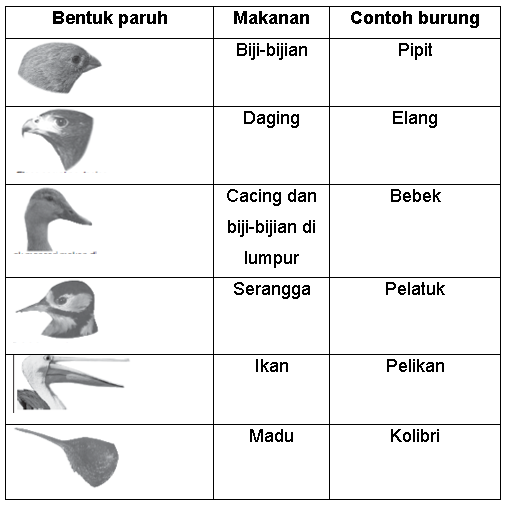 Detail Contoh Adaptasi Morfologi Pada Hewan Nomer 18