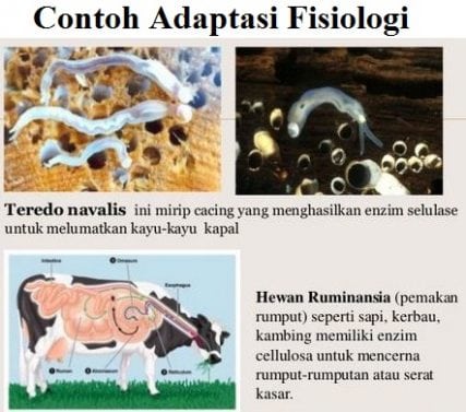 Detail Contoh Adaptasi Morfologi Pada Hewan Nomer 23