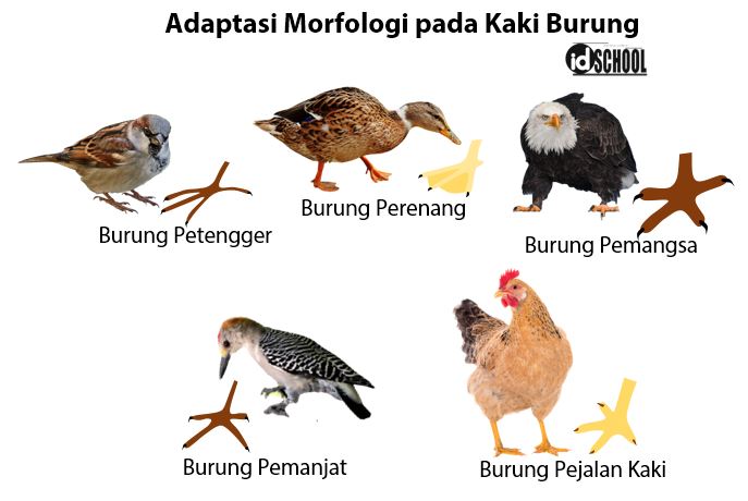 Detail Contoh Adaptasi Morfologi Pada Hewan Nomer 7