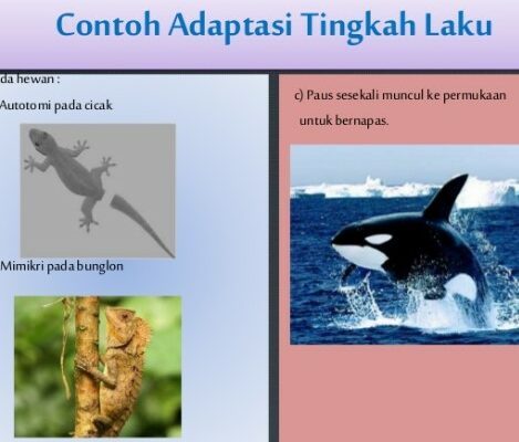 Detail Contoh Adaptasi Tingkah Laku Nomer 13