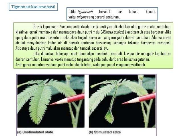 Detail Contoh Adaptasi Tingkah Laku Pada Tumbuhan Nomer 16