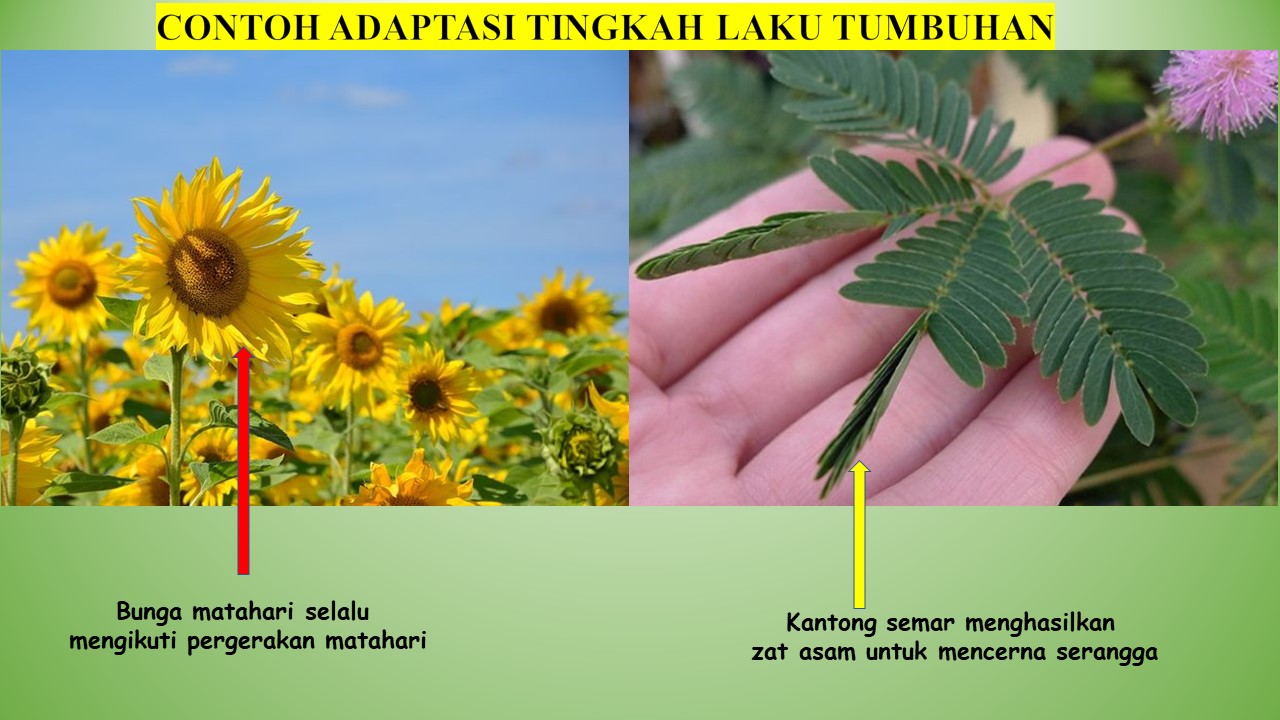 Detail Contoh Adaptasi Tingkah Laku Pada Tumbuhan Nomer 19