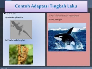 Detail Contoh Adaptasi Tingkah Laku Pada Tumbuhan Nomer 20