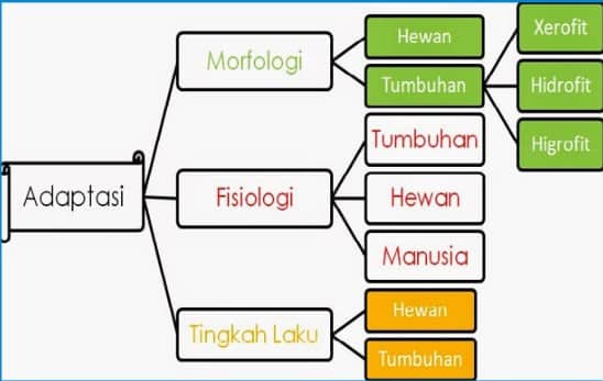 Detail Contoh Adaptasi Tingkah Laku Pada Tumbuhan Nomer 23