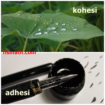 Detail Contoh Adhesi Dan Kohesi Nomer 2