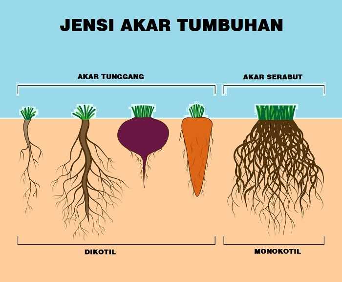 Detail Contoh Akar Monokotil Nomer 18