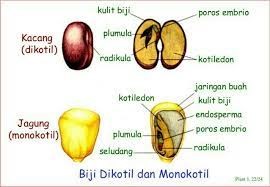 Detail Contoh Akar Monokotil Nomer 46