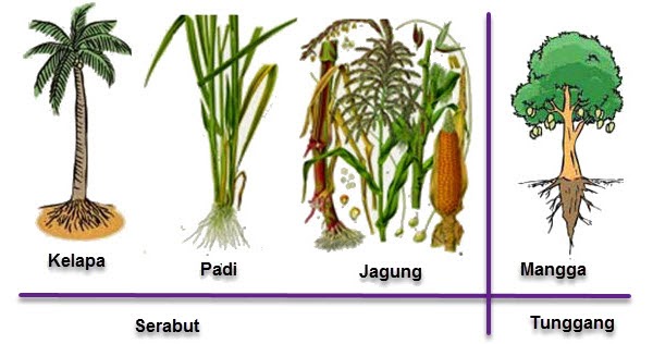 Detail Contoh Akar Serabut Nomer 33