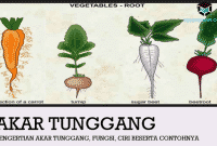 Detail Contoh Akar Serabut Dan Akar Tunggang Nomer 15