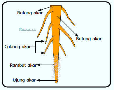 Detail Contoh Akar Serabut Dan Akar Tunggang Nomer 23