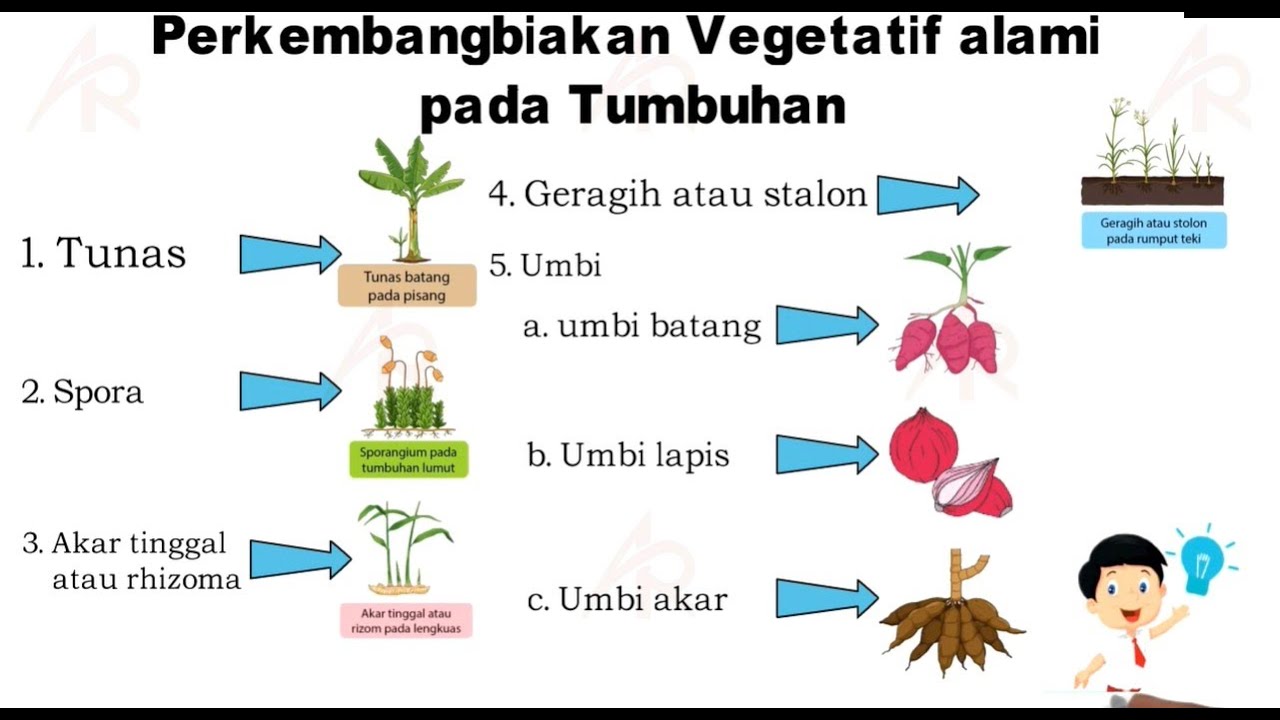 Detail Contoh Akar Tinggal Nomer 42