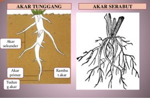 Detail Contoh Akar Tunggang Nomer 14