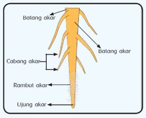 Detail Contoh Akar Tunggang Nomer 30