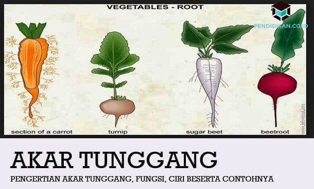 Detail Contoh Akar Tunggang Nomer 5