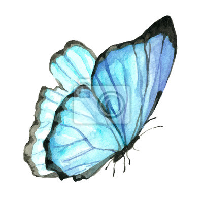 Detail Bild Schmetterling Gemalt Nomer 5