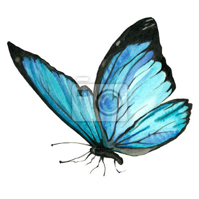 Detail Bild Schmetterling Gemalt Nomer 6