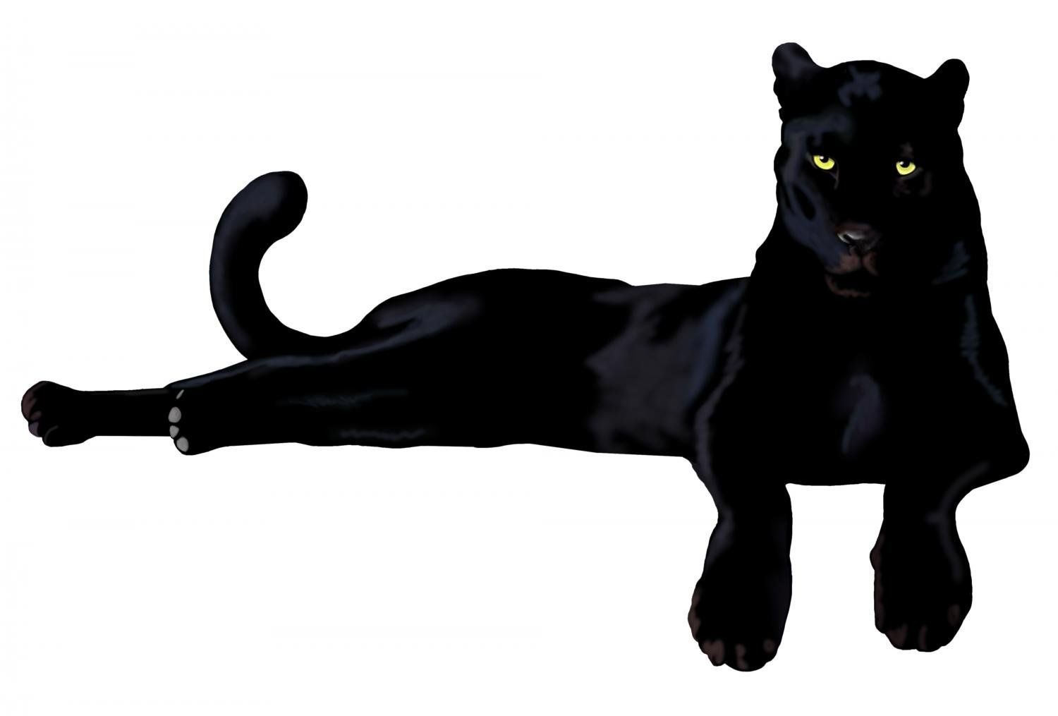 Detail Black Panther Animal Drawing Nomer 7