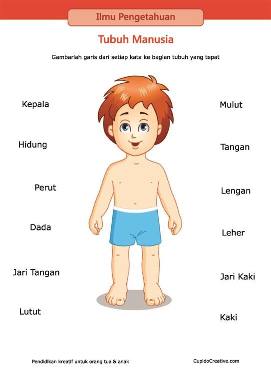 Detail Gambar Carton Tubuh Anak Nomer 5