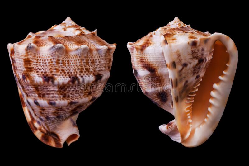 Gambar Casis Cornuta - KibrisPDR