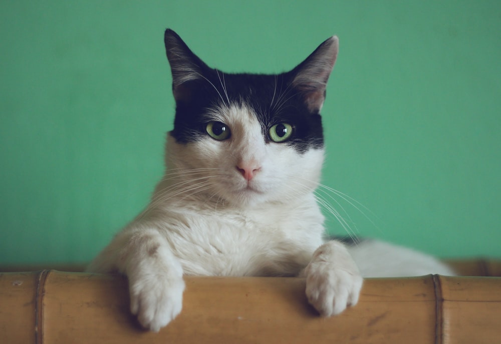 Gambar Cat Hd - KibrisPDR