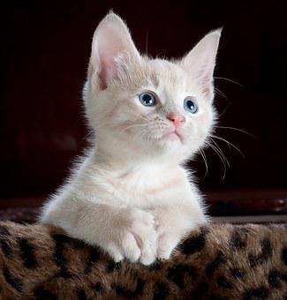 Detail Gambar Cat Hd Nomer 17