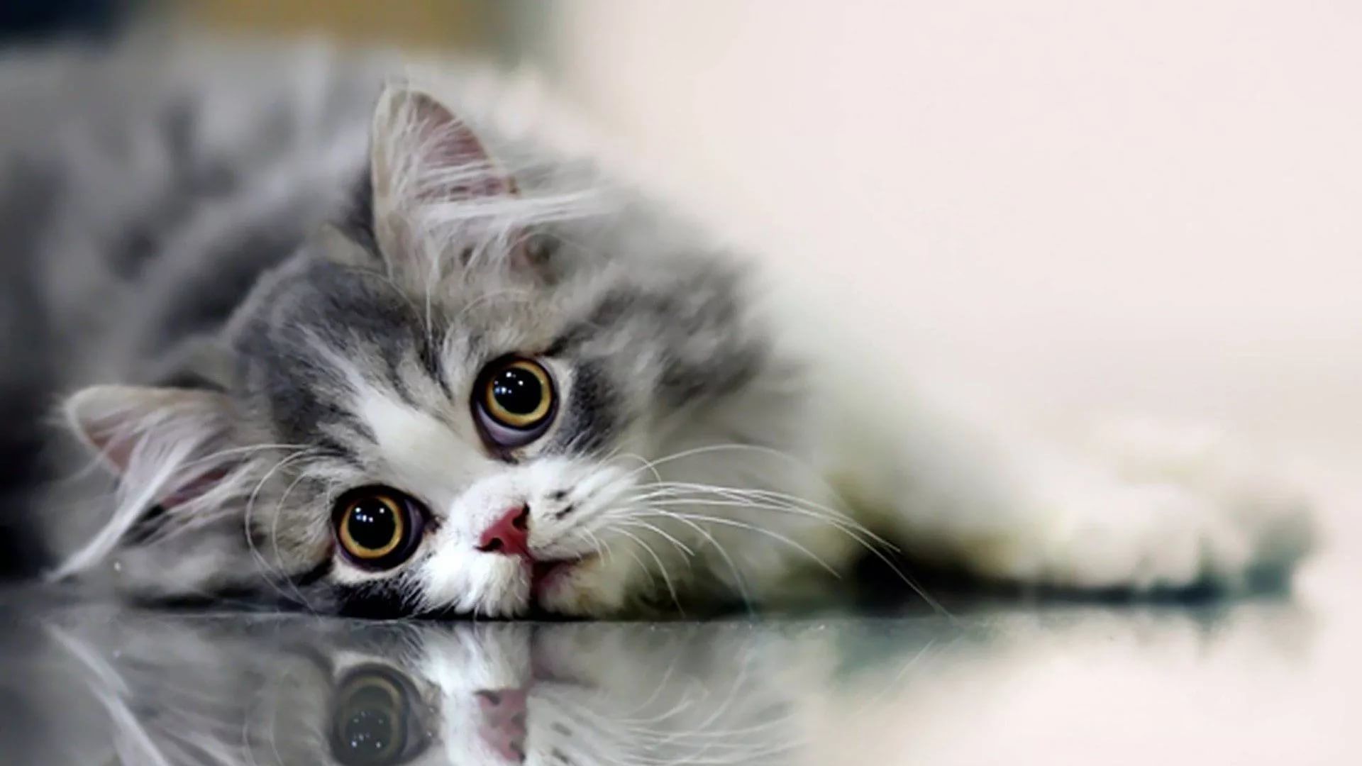 Detail Gambar Cat Hd Nomer 27
