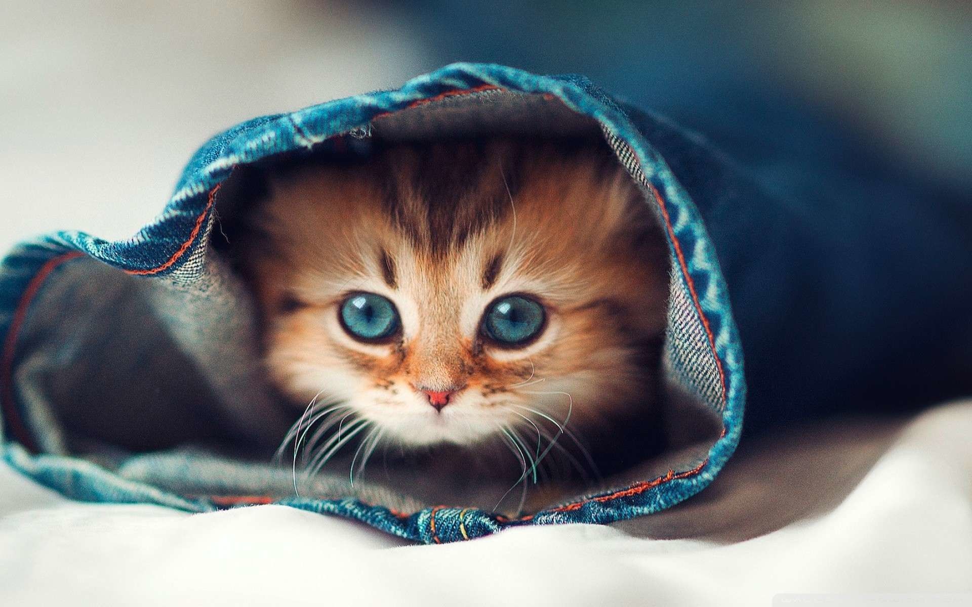 Detail Gambar Cat Hd Nomer 4