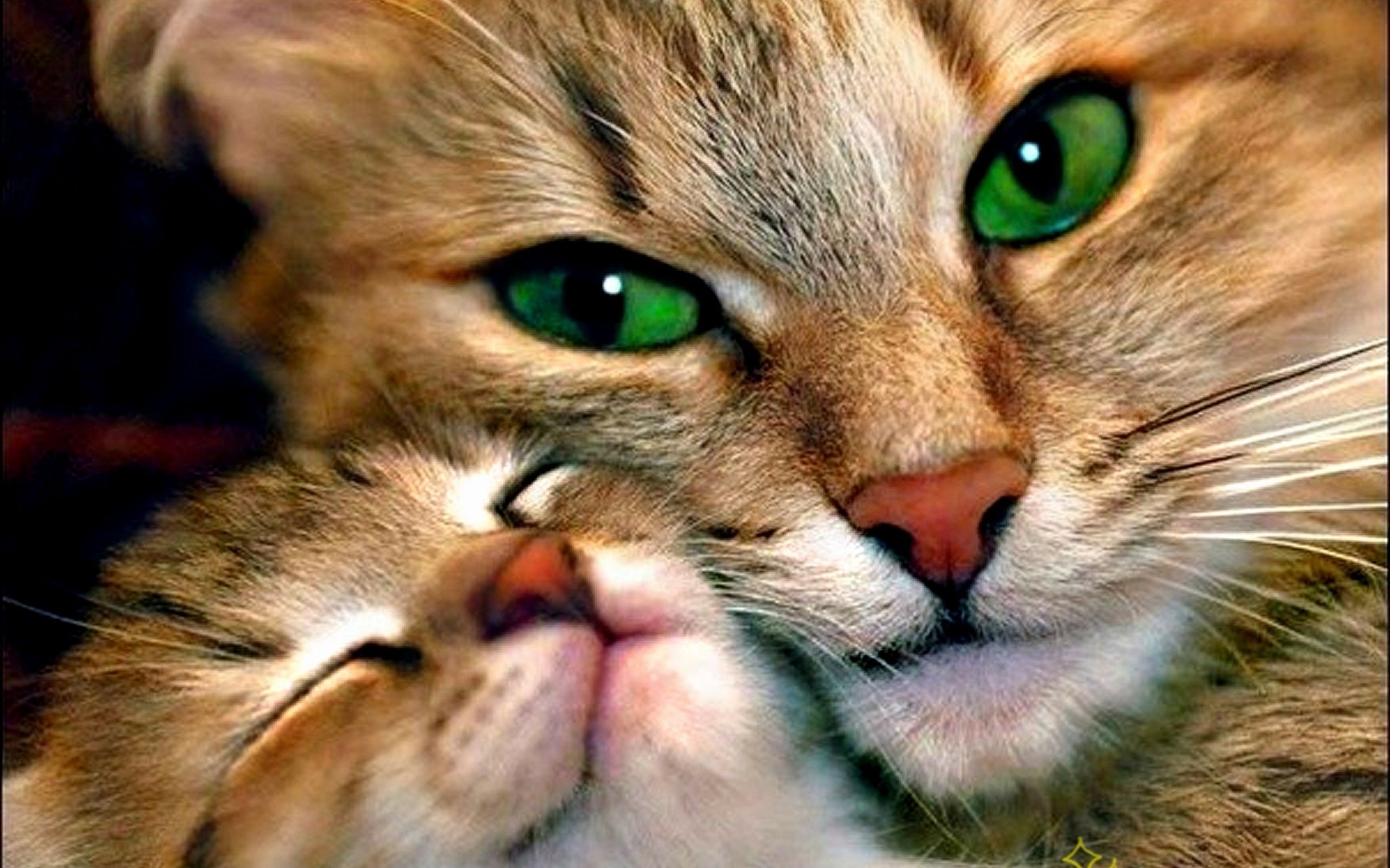 Detail Gambar Cat Hd Nomer 29