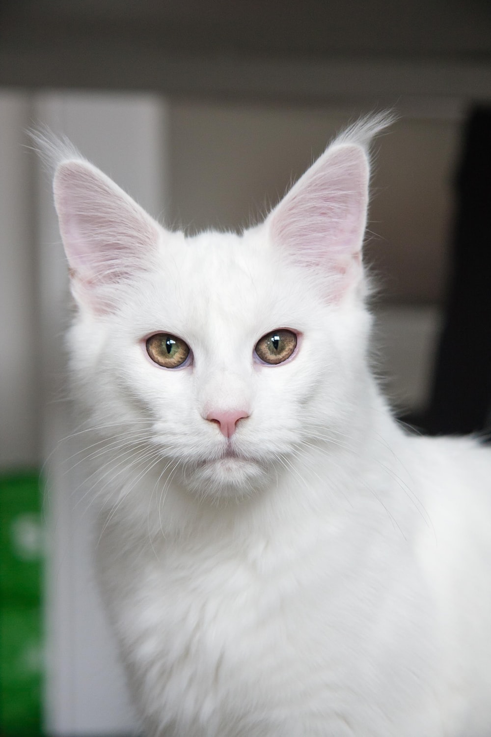 Detail Gambar Cat Hd Nomer 31