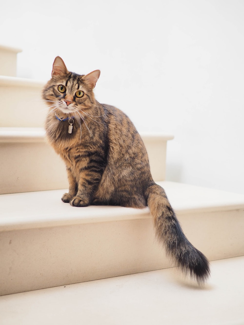 Detail Gambar Cat Hd Nomer 32