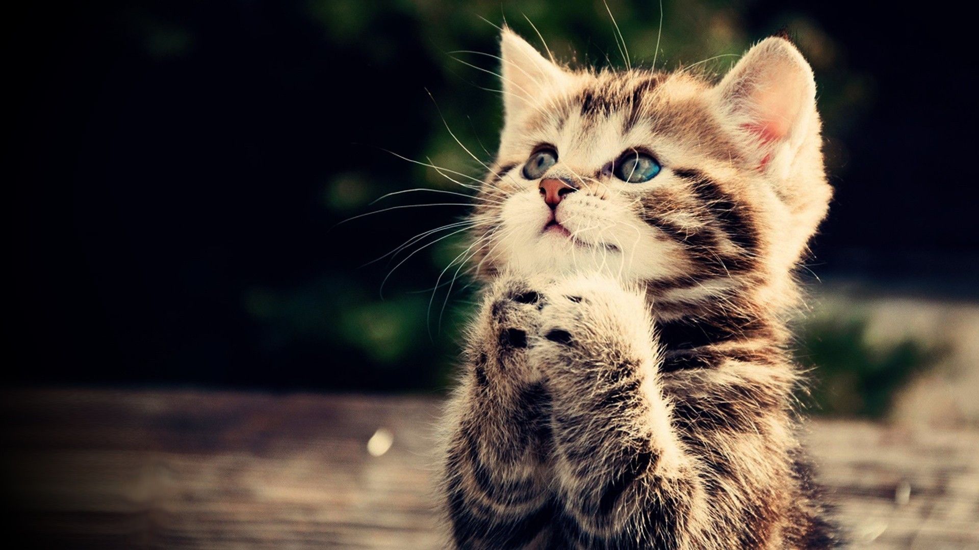 Detail Gambar Cat Hd Nomer 5