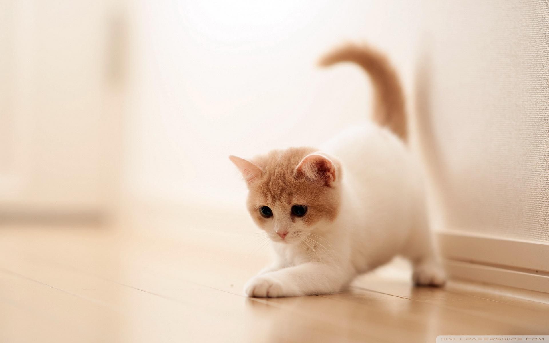 Detail Gambar Cat Hd Nomer 38