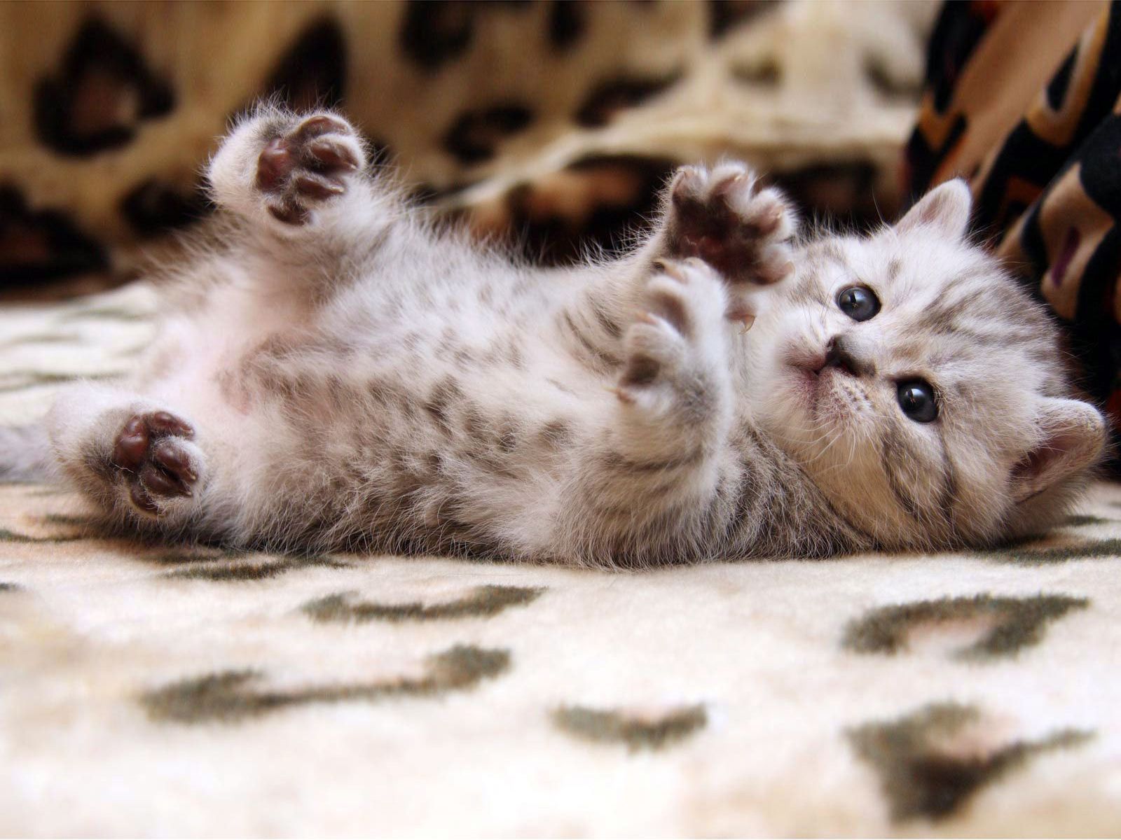 Detail Gambar Cat Hd Nomer 41