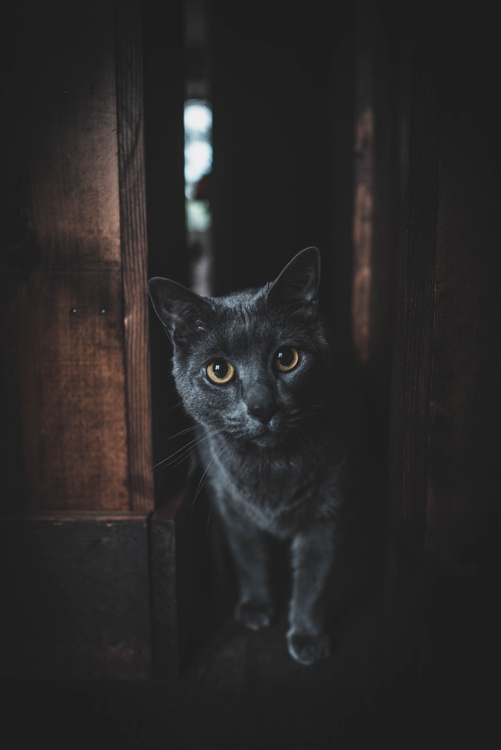 Detail Gambar Cat Hd Nomer 43